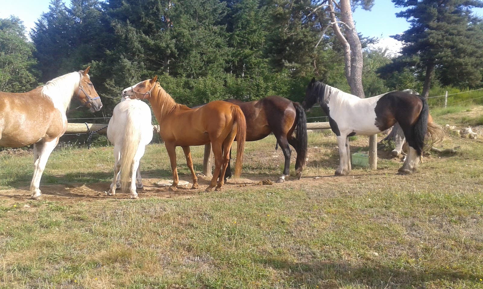 FOREZ A CHEVAL FERME EQUESTRE — photo 1