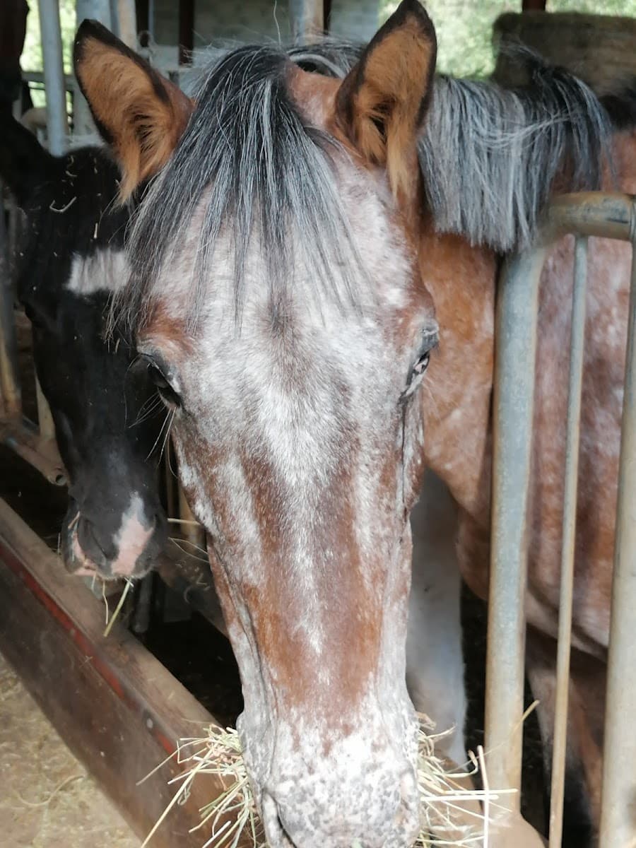 HARAS DE GERBAL — photo 1