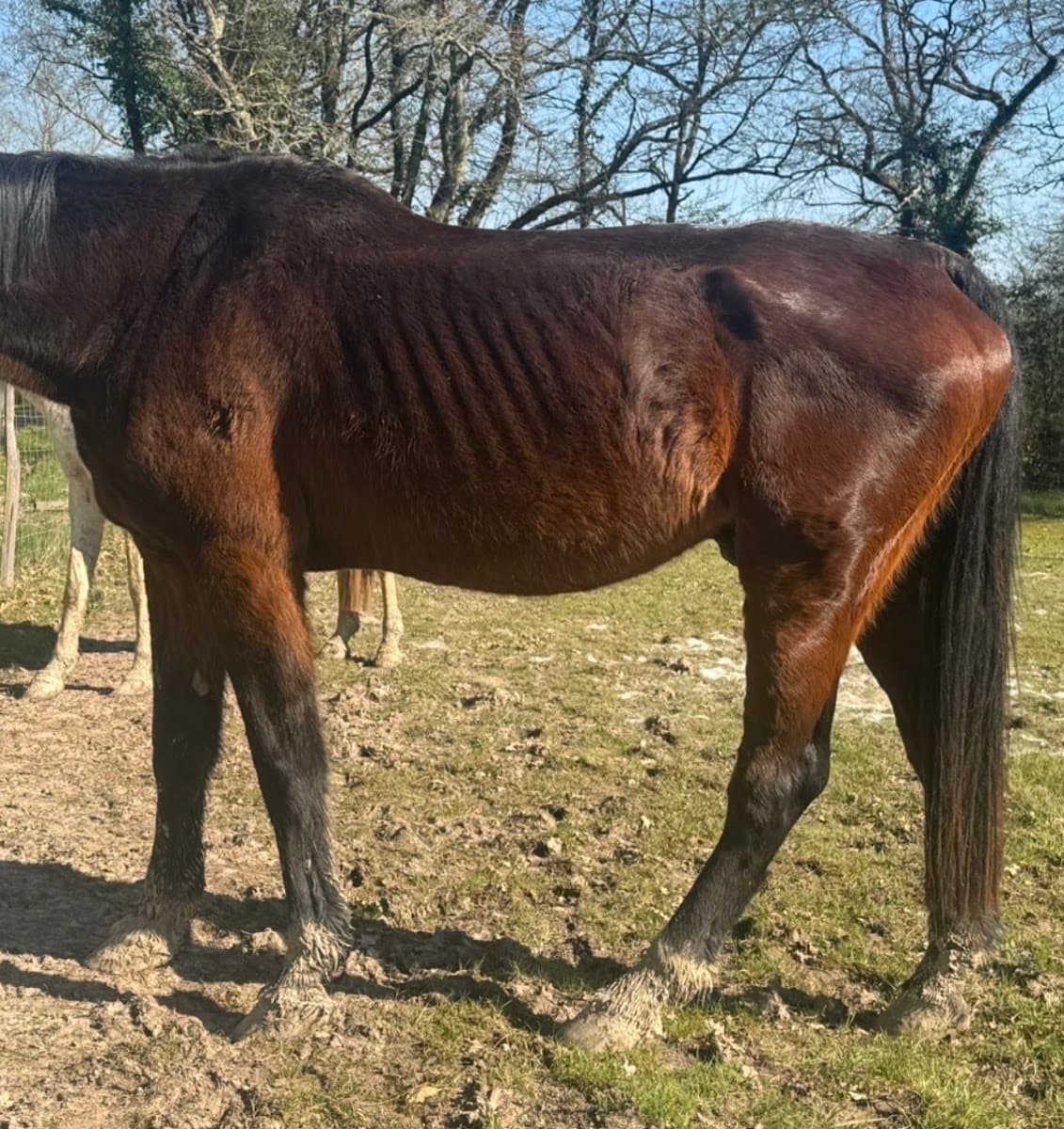 HARAS DE L ECUYER — photo 1