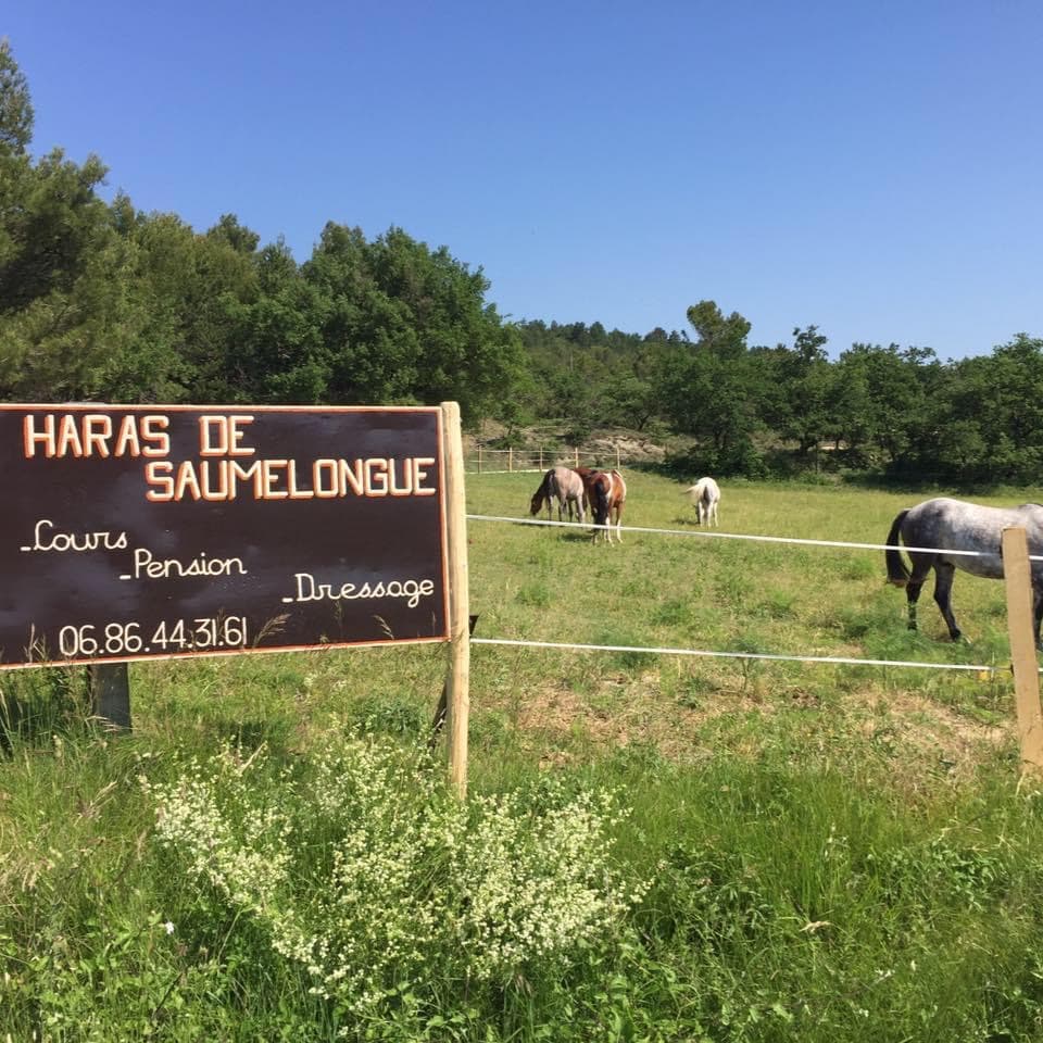 HARAS DE SAUMELONGUE — photo 1