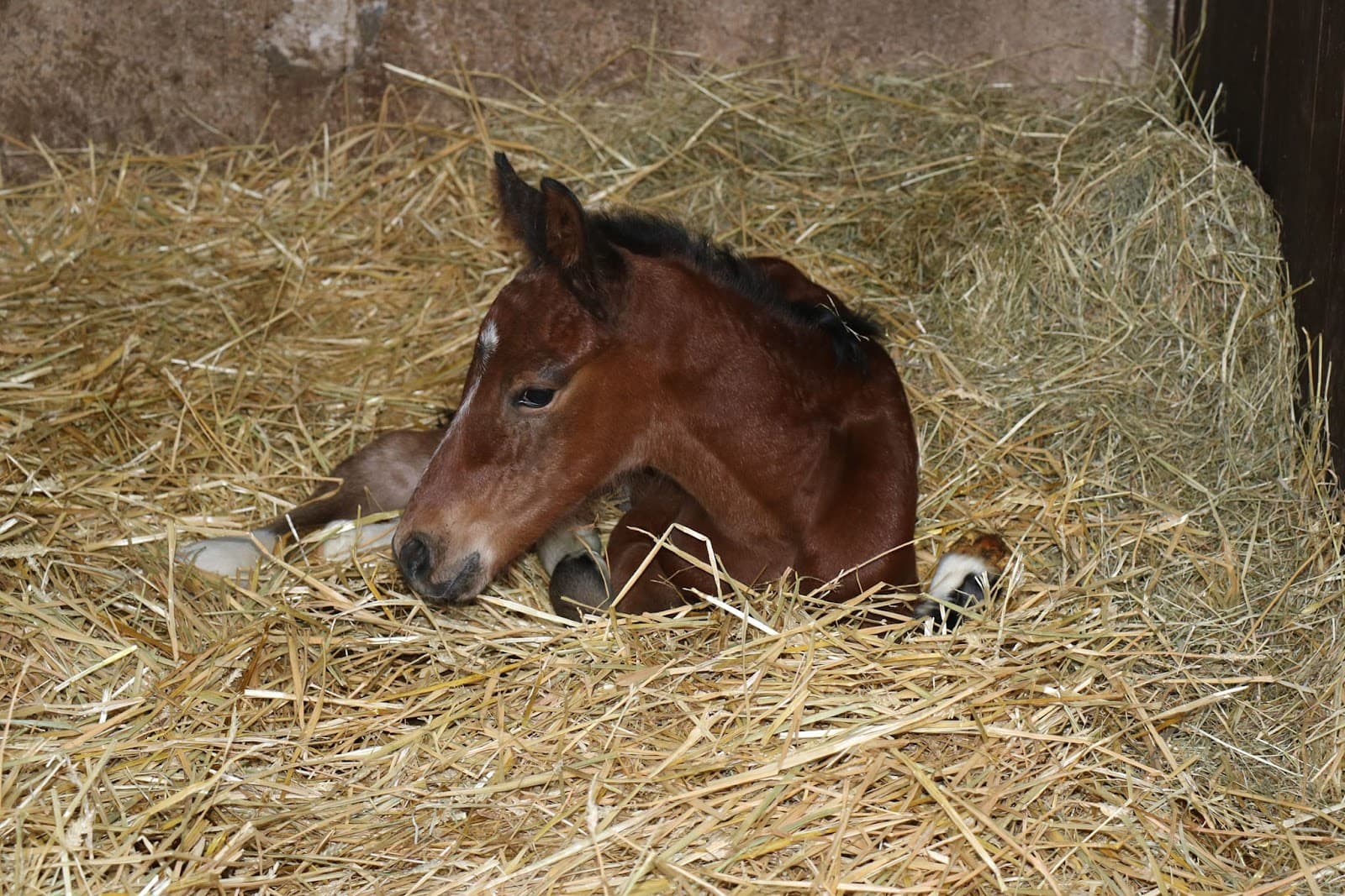HARAS DE SENOTS — photo 1