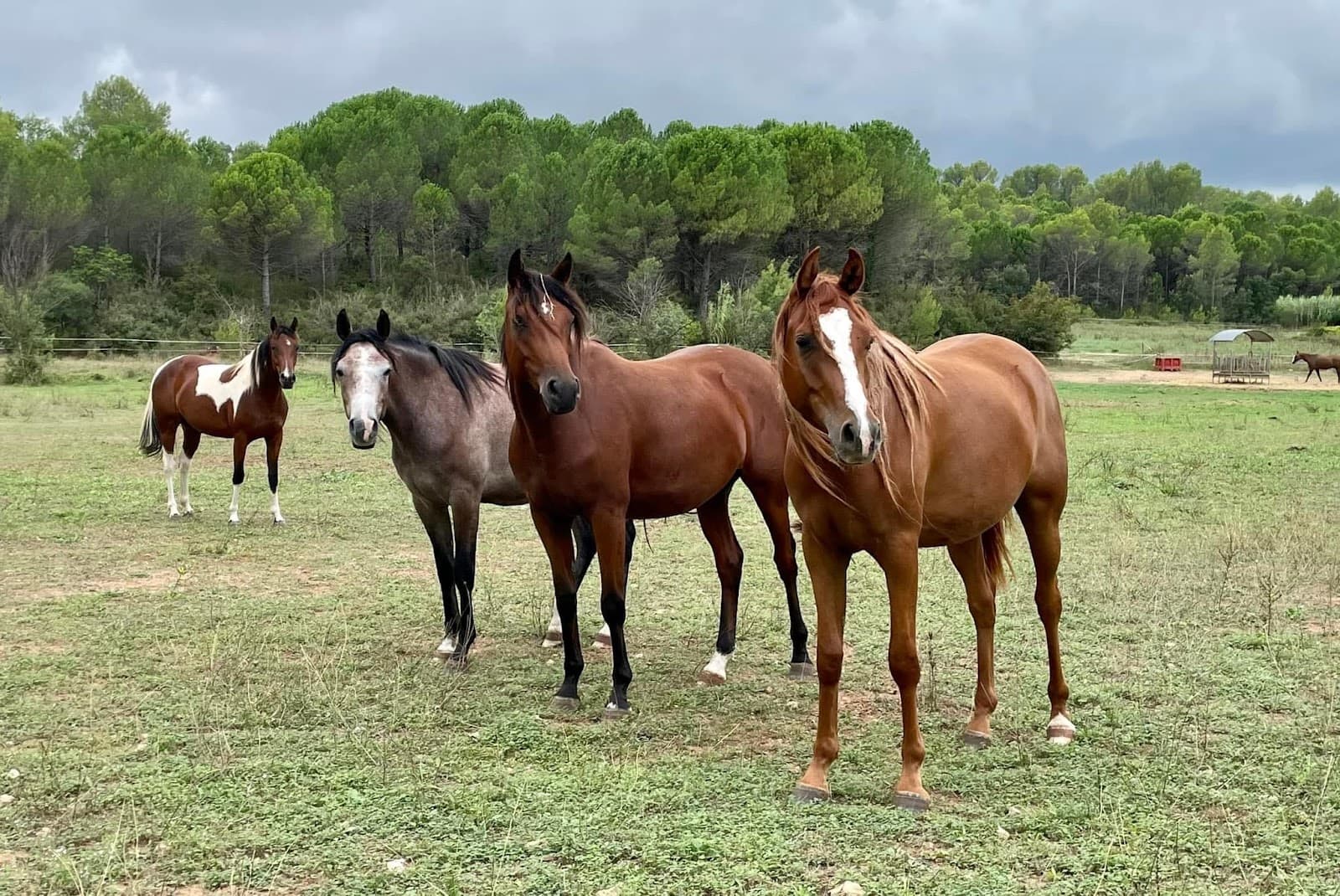 HARAS DES 3 MAS — photo 1