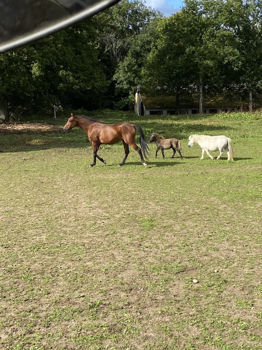 HARAS DES COURTILLETS — photo 1