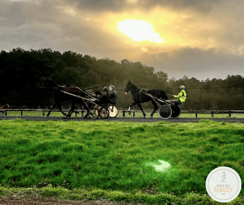 HARAS DES FENUCY — photo 1