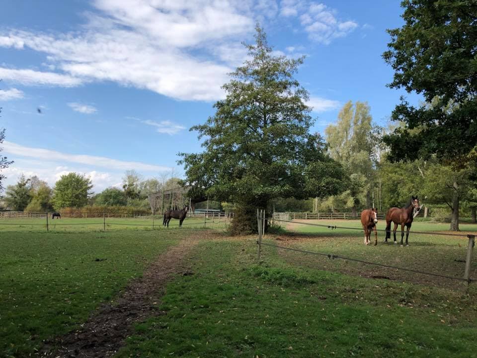HARAS DES FLAMBERTINS — photo 1