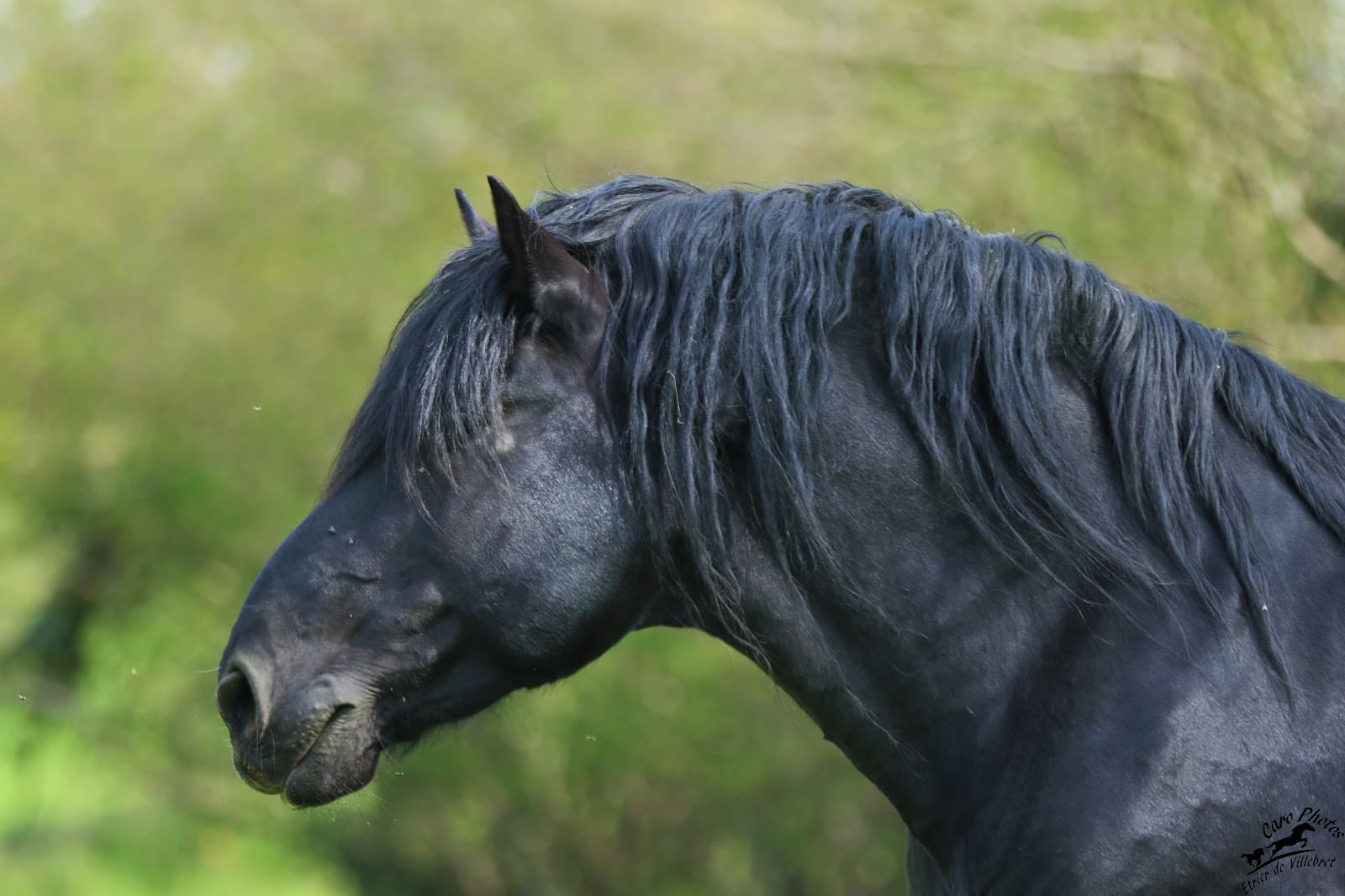 HARAS DES KELPIES — photo 1