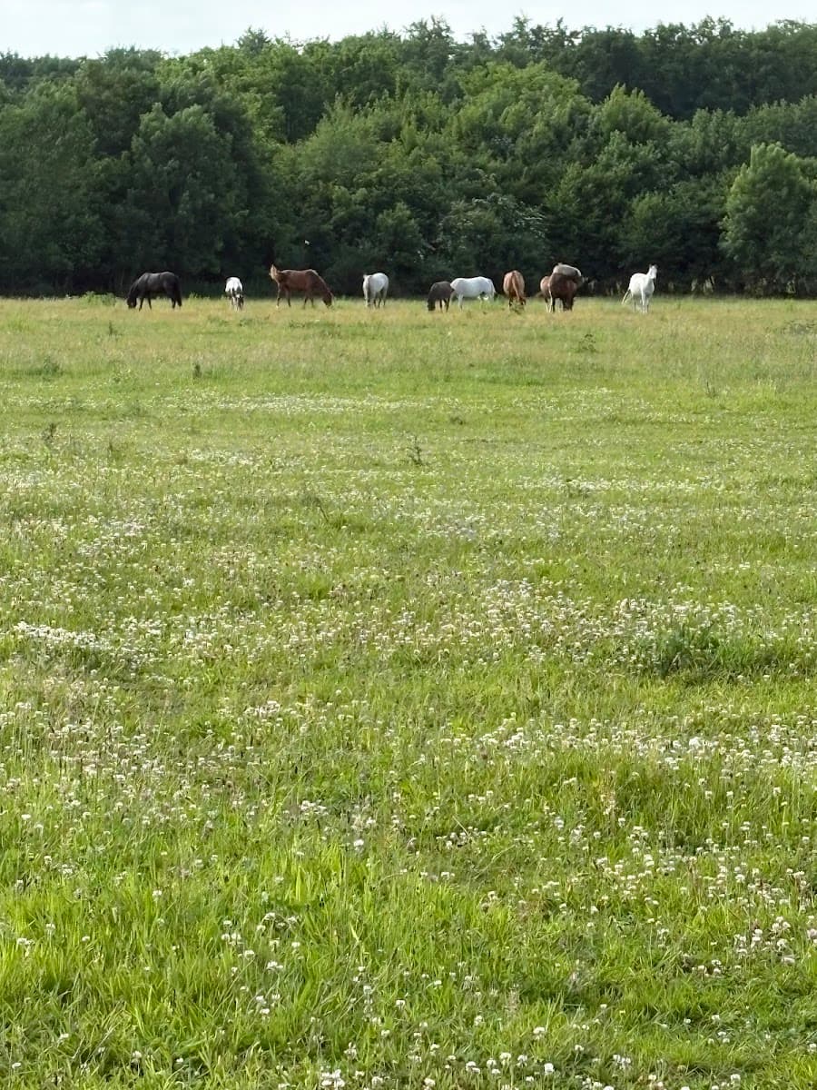 HARAS DU CERISIER — photo 1
