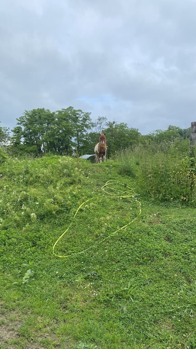 HARAS DU LYS — photo 1