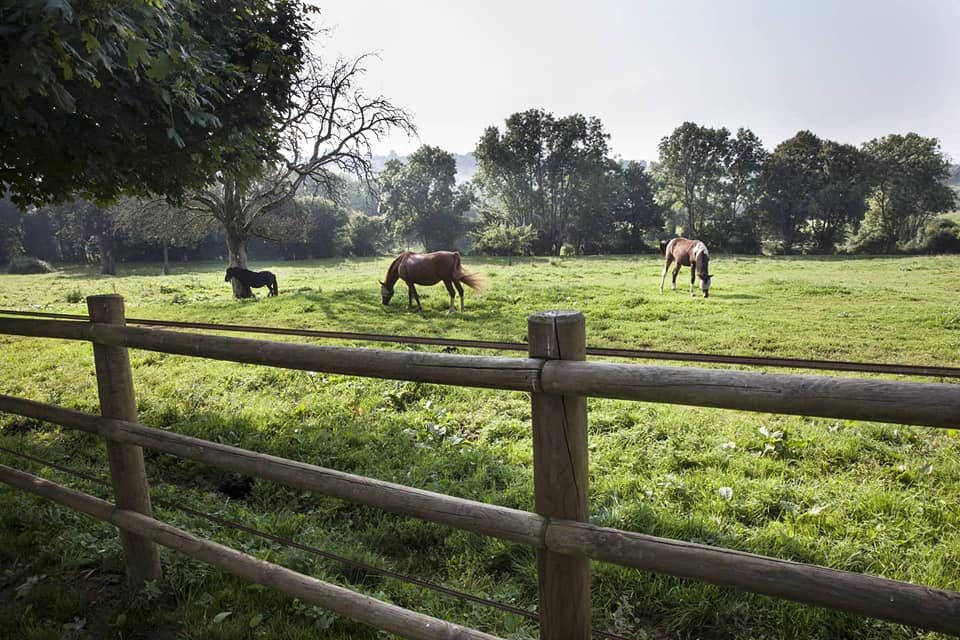 HARAS DU MAUPAS — photo 1