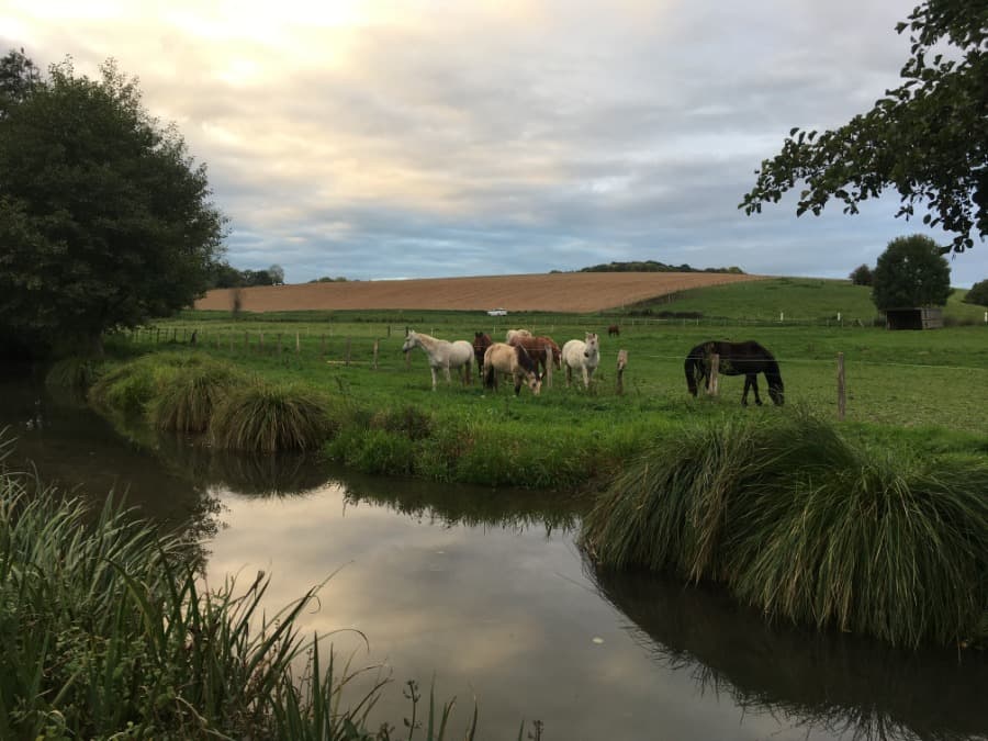 HARAS DU MOULIN — photo 1