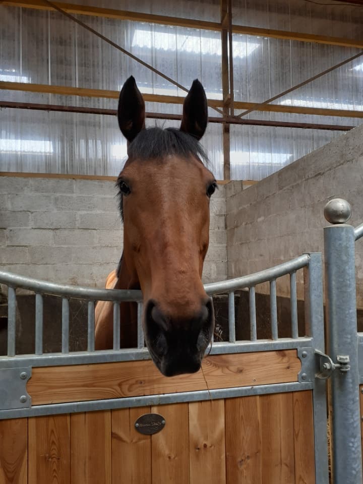 HARAS DU PRELUDE — photo 1