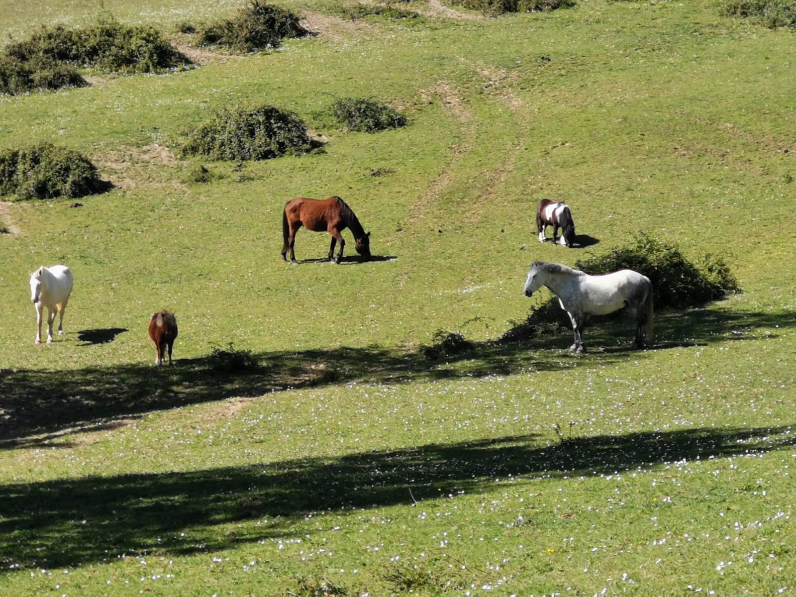 HARAS DU SUDRE — photo 1
