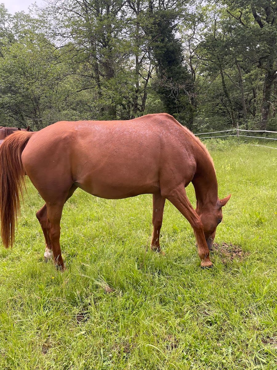 HARAS DU TENAY — photo 1