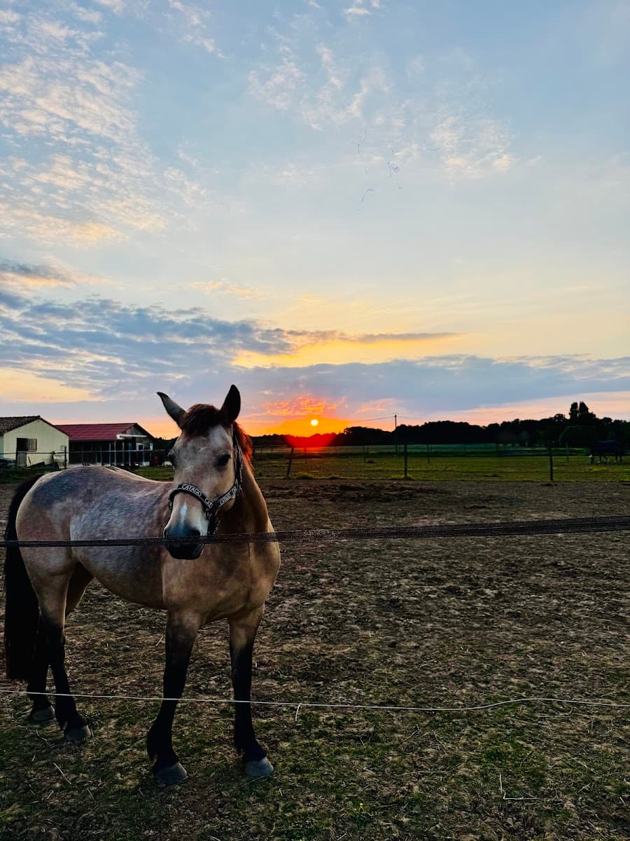 HARAS MAGUISE — photo 1