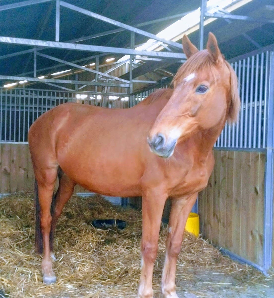 HARAS UNIQUE — photo 1