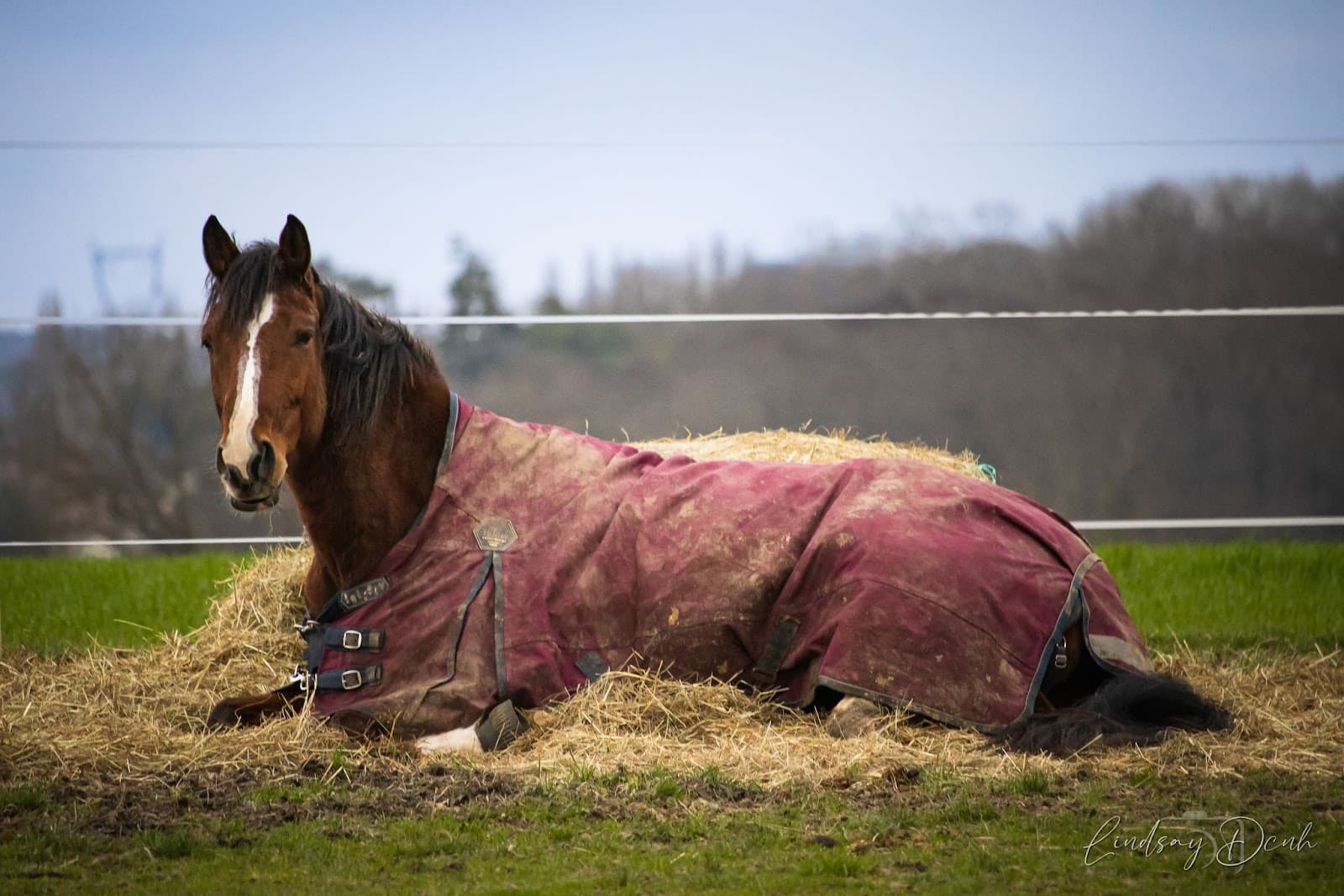 HOPPS FAMILY STABLES — photo 1
