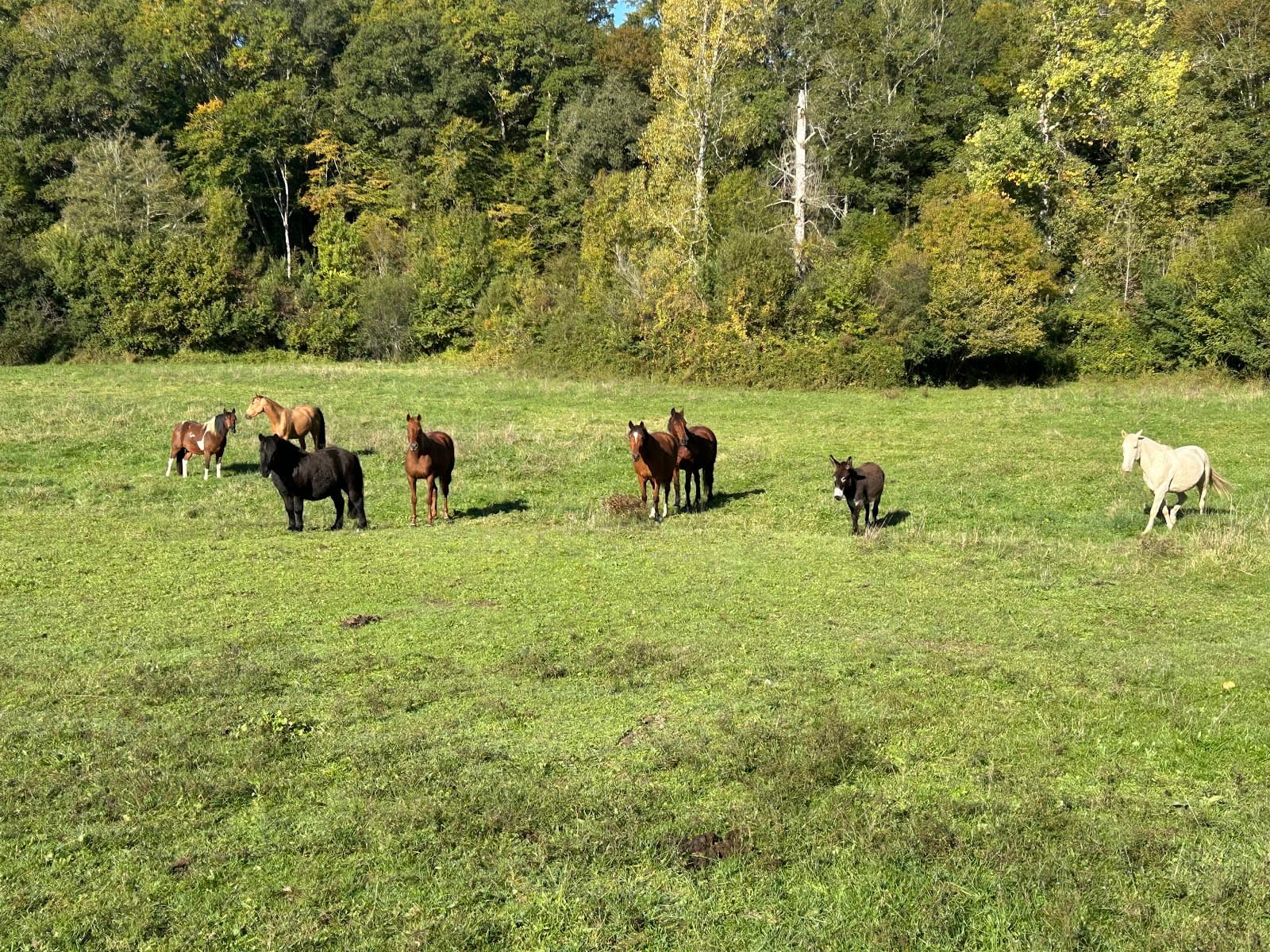 HORSE ETHIC HARMONY — photo 1