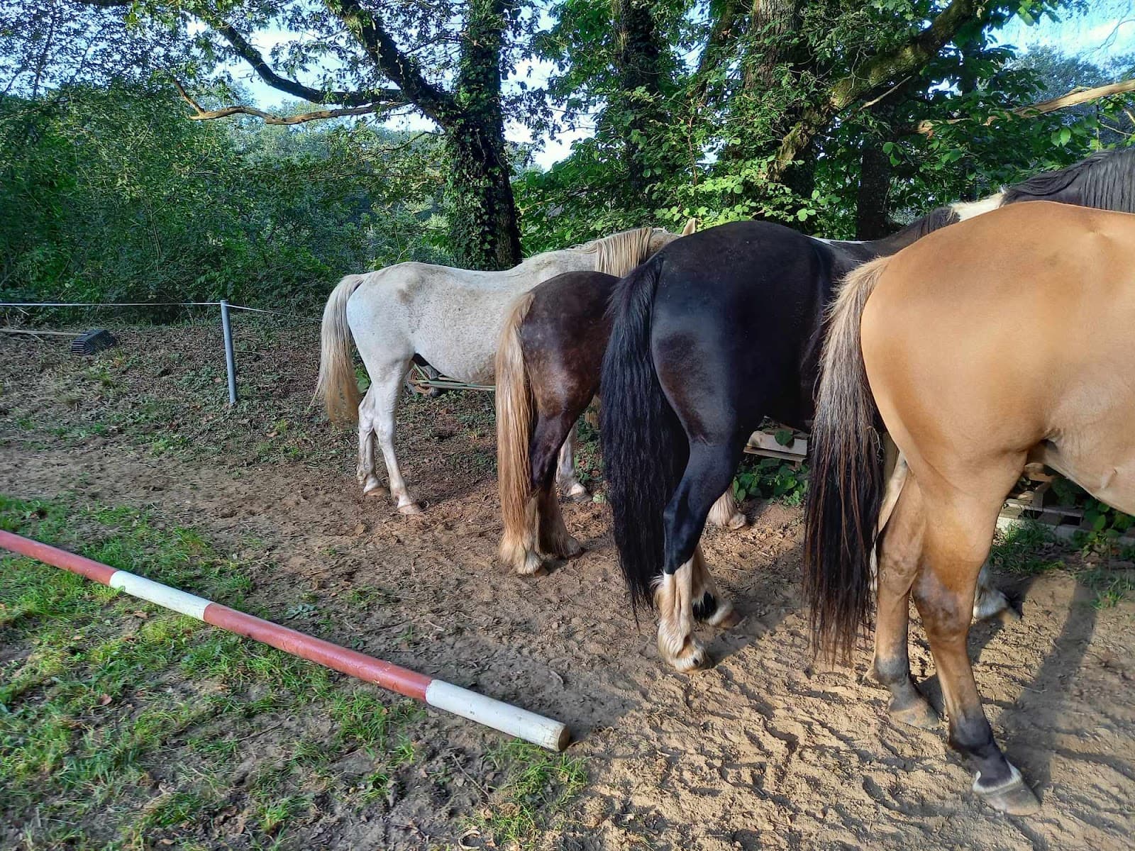KER EHWAZ EQUITATION — photo 1