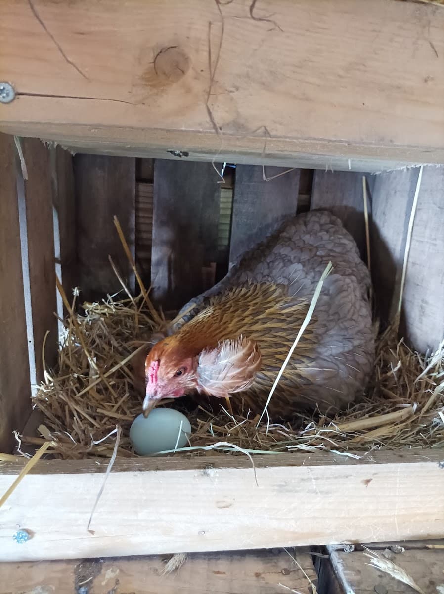 LA FERME DE LA MARINETTE — photo 1