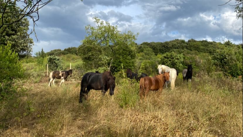 LA FERME DE LAMOURE — photo 1