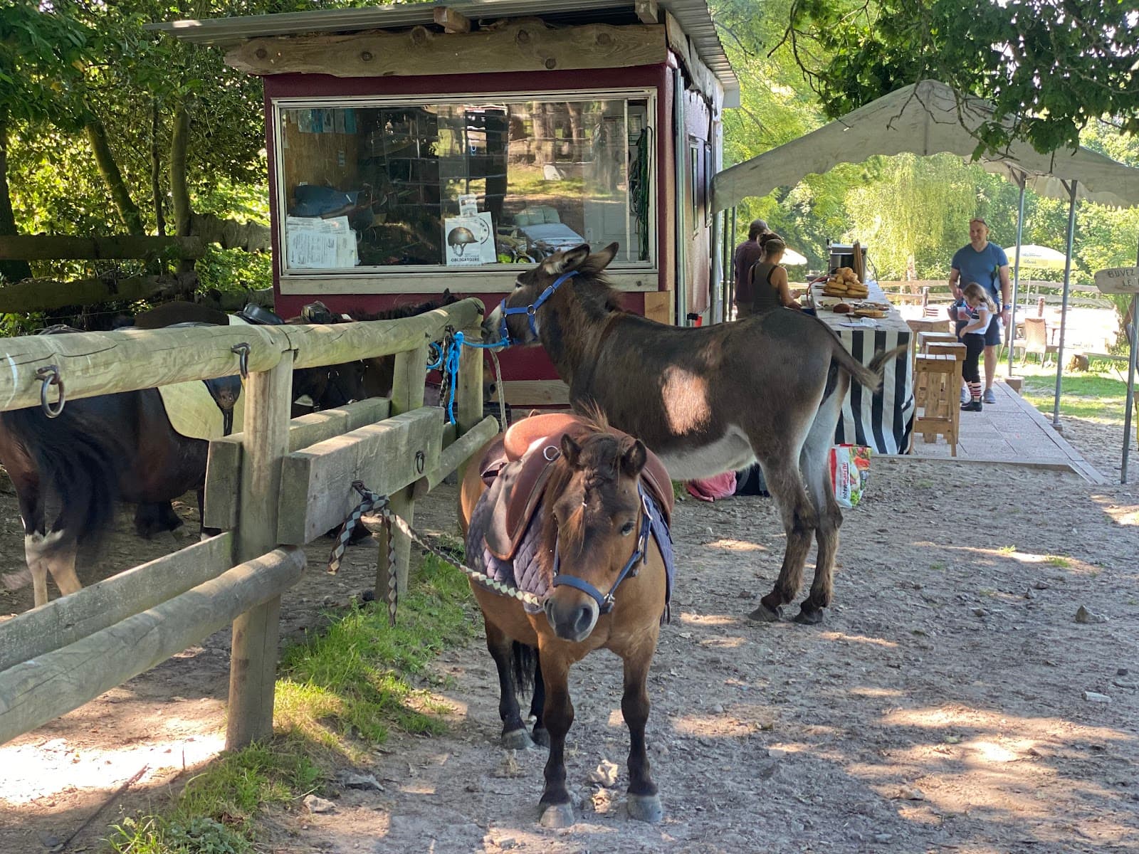 LA FERME DES GALOPINS — photo 1