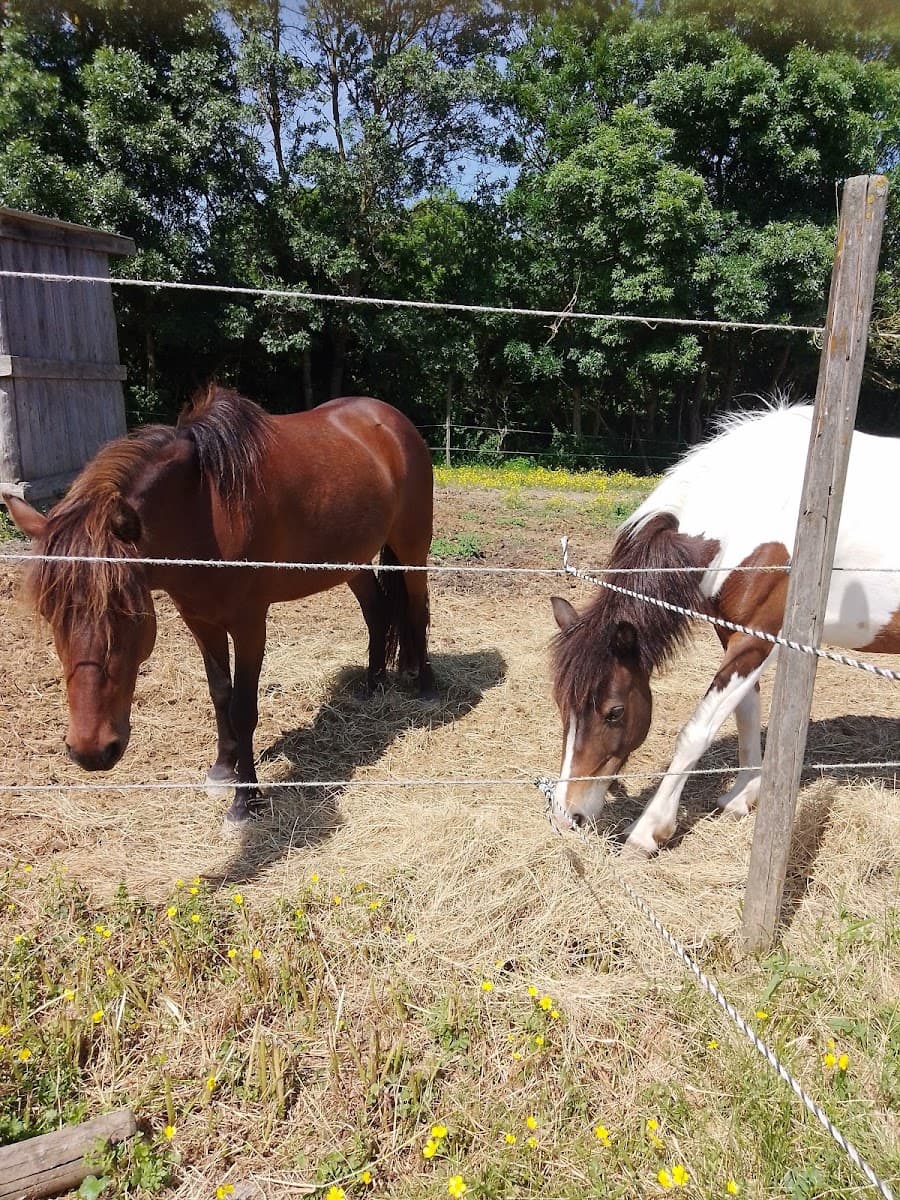 LE CLUB HIPPIQUE DES ALIZES — photo 1