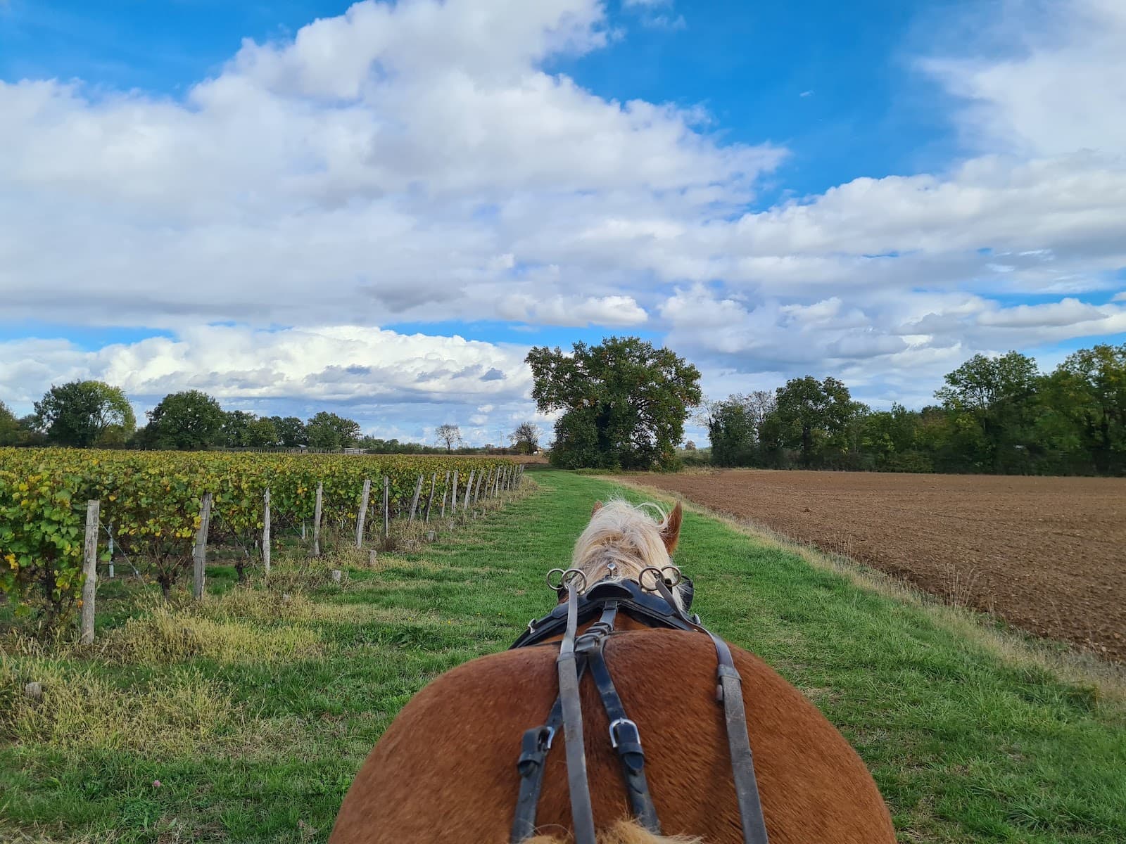 LES ATTELAGES DE ST GEORGES — photo 1