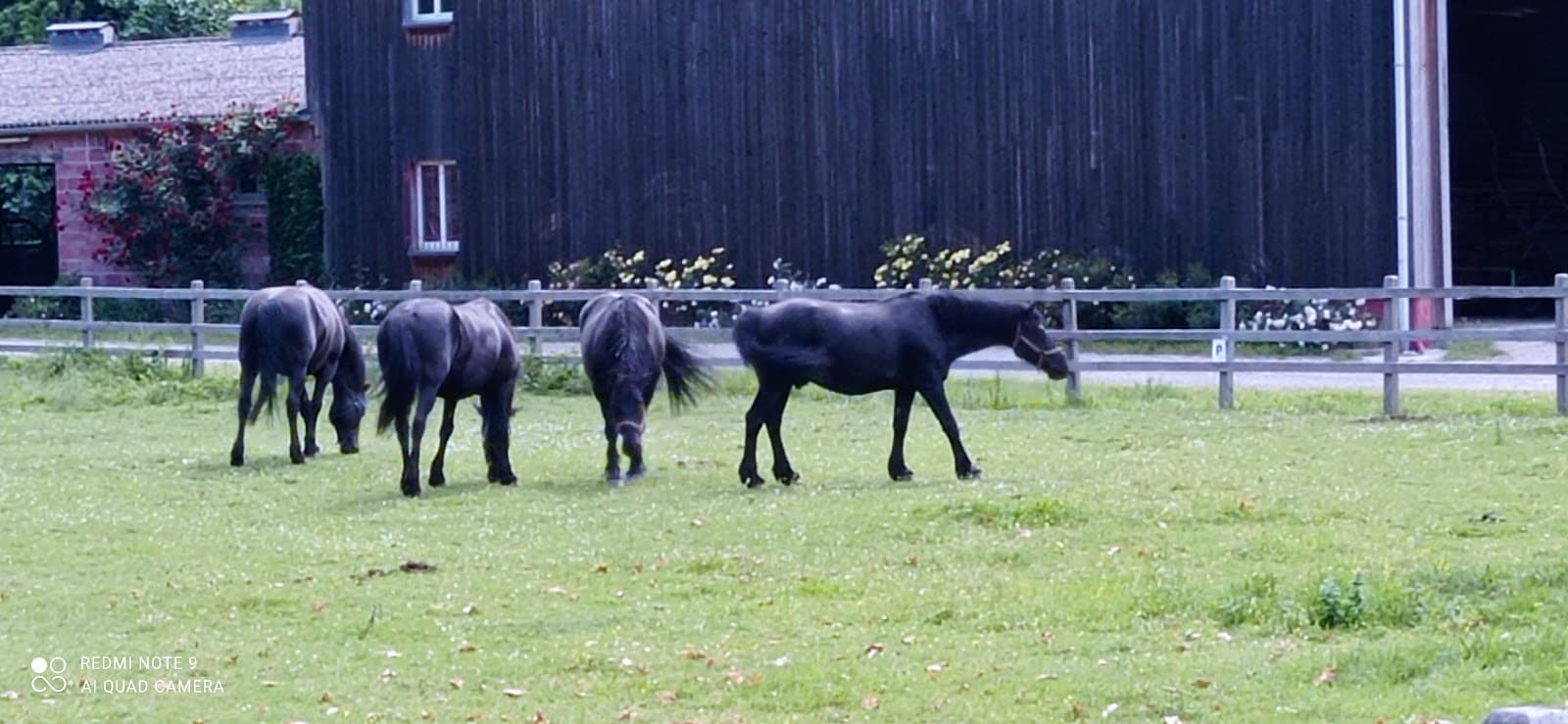 LES ATTELAGES DU COYT — photo 1
