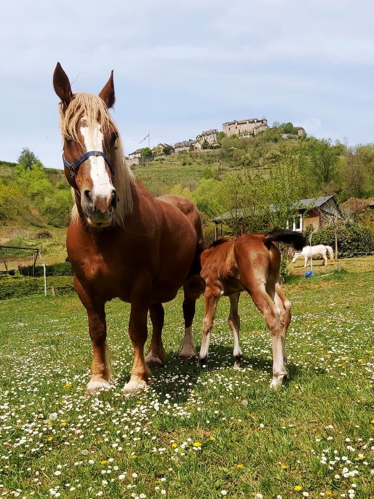 LES CAVALIERS DE LA FREGIERE — photo 1