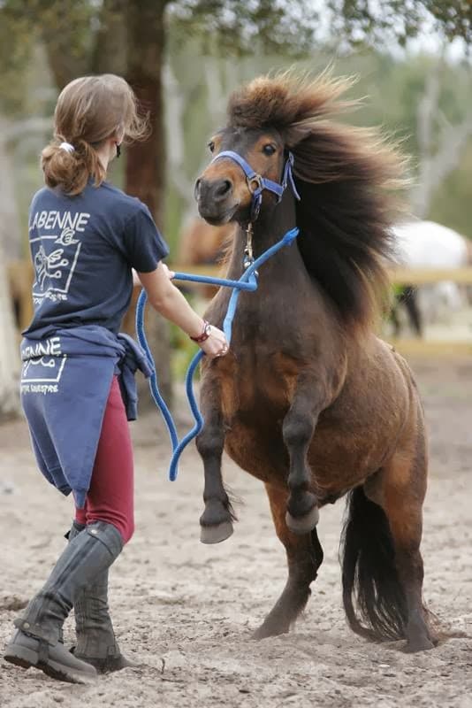 LES CAVALIERS DE LABENNE — photo 1