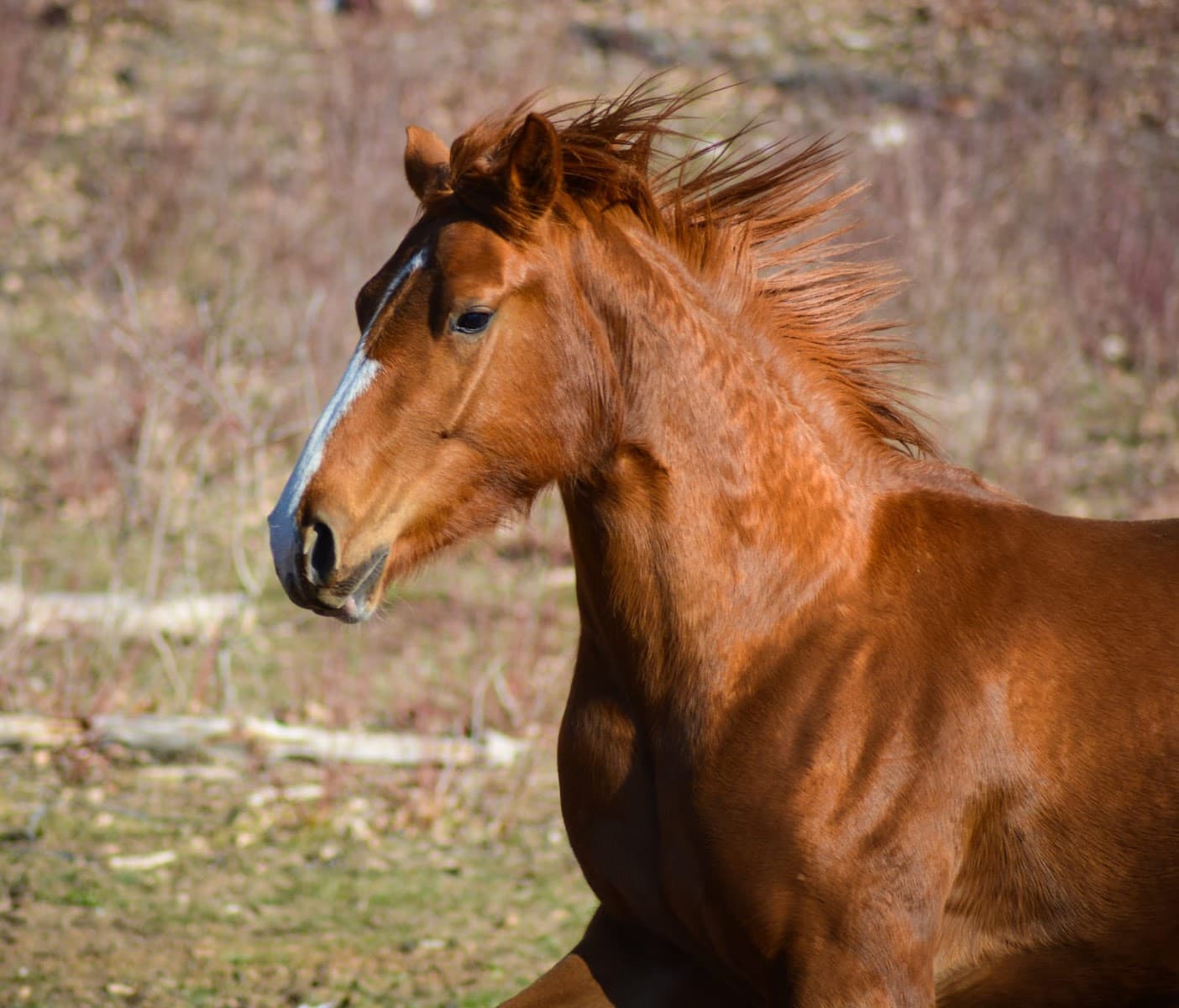 LES CHEVAUX DU JABRON — photo 1