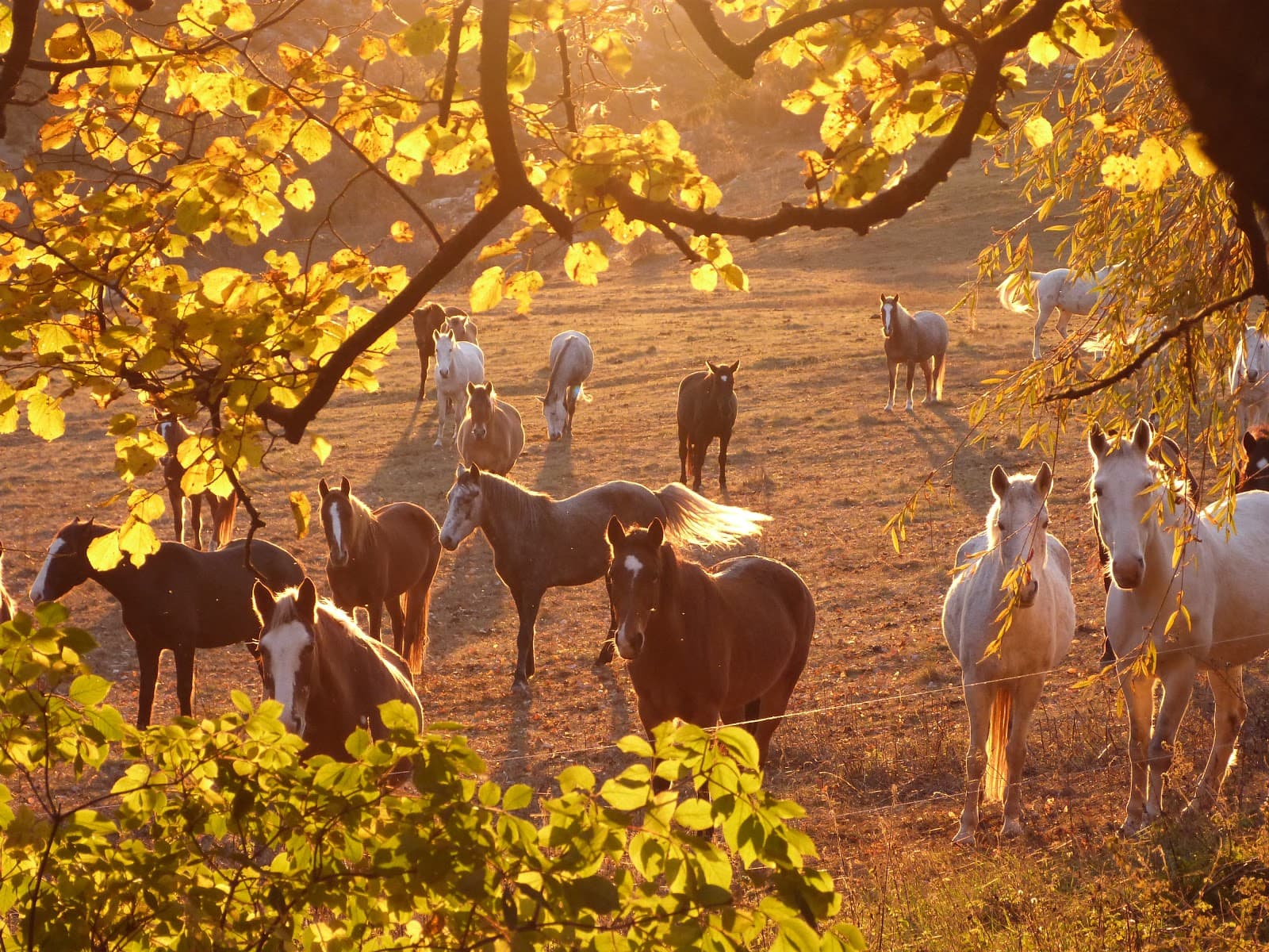 LES CHEVAUX DU VERDON — photo 1