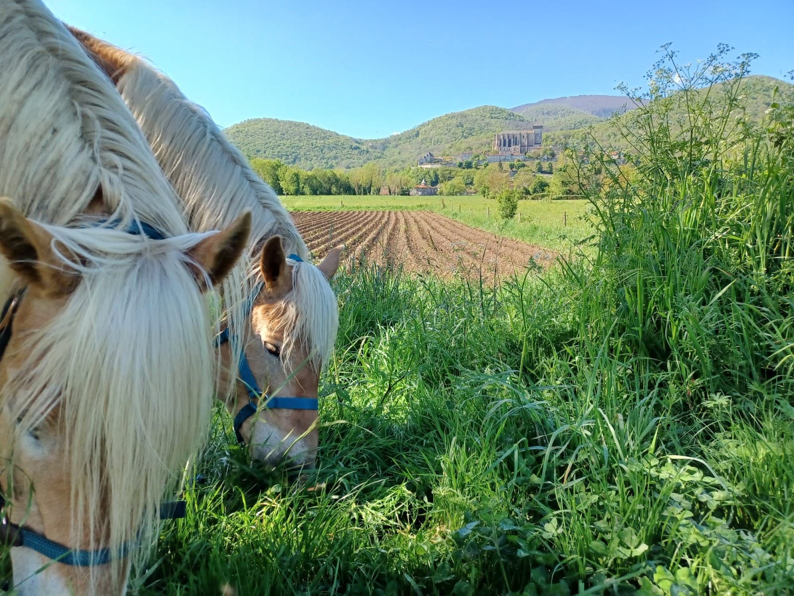 LES DESTRIERS DE ST-BERTRAND — photo 1