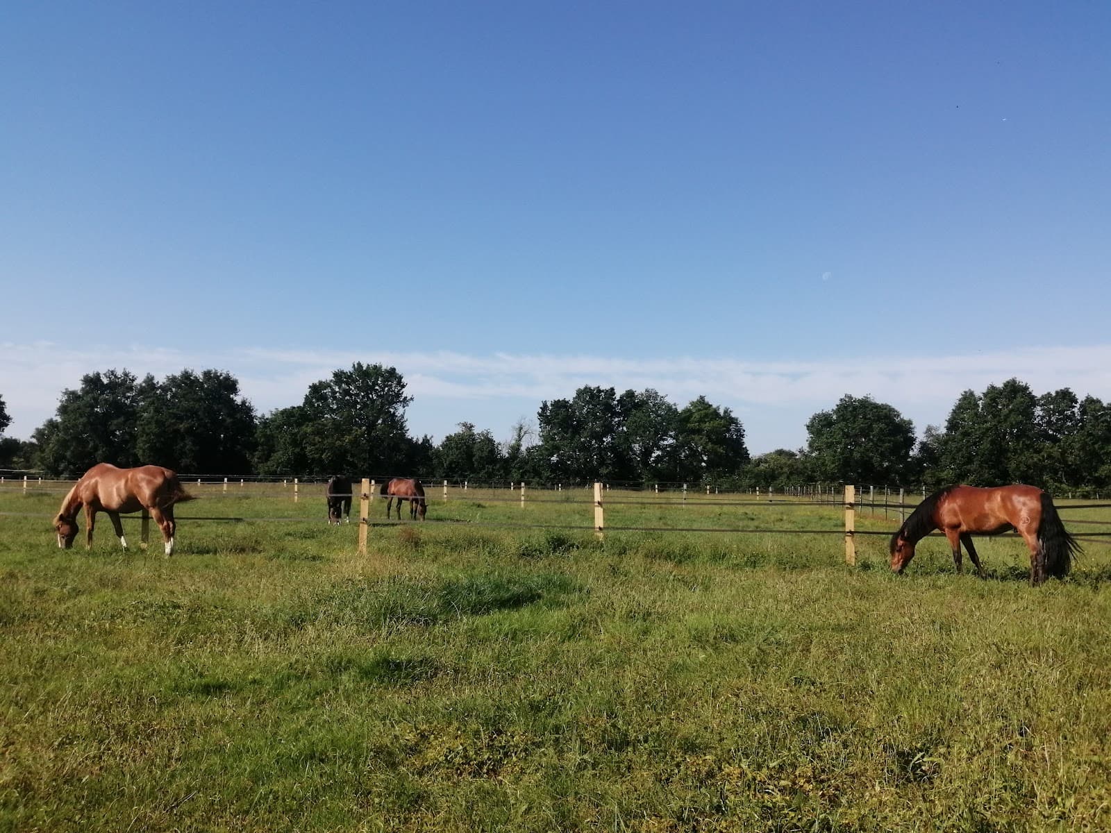 LES ECURIES DE LA TAUGE — photo 1