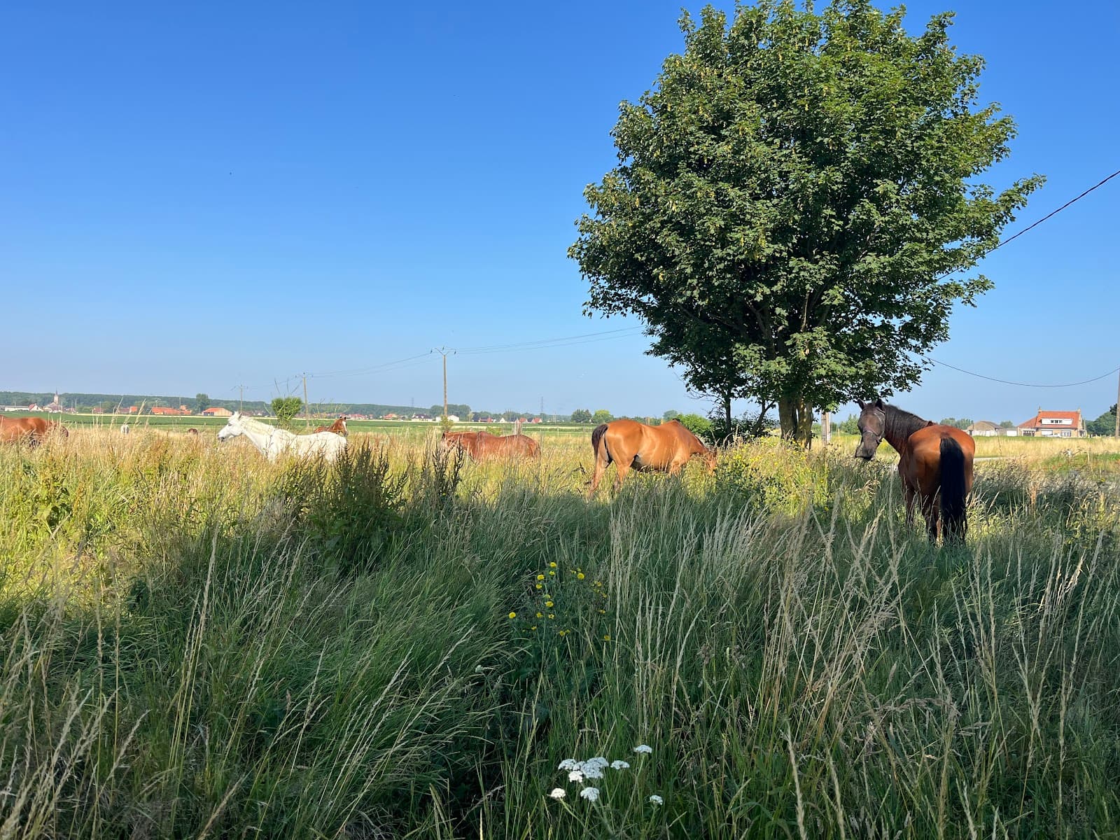 LES ECURIES DU DESTIN LEFEBURE — photo 1