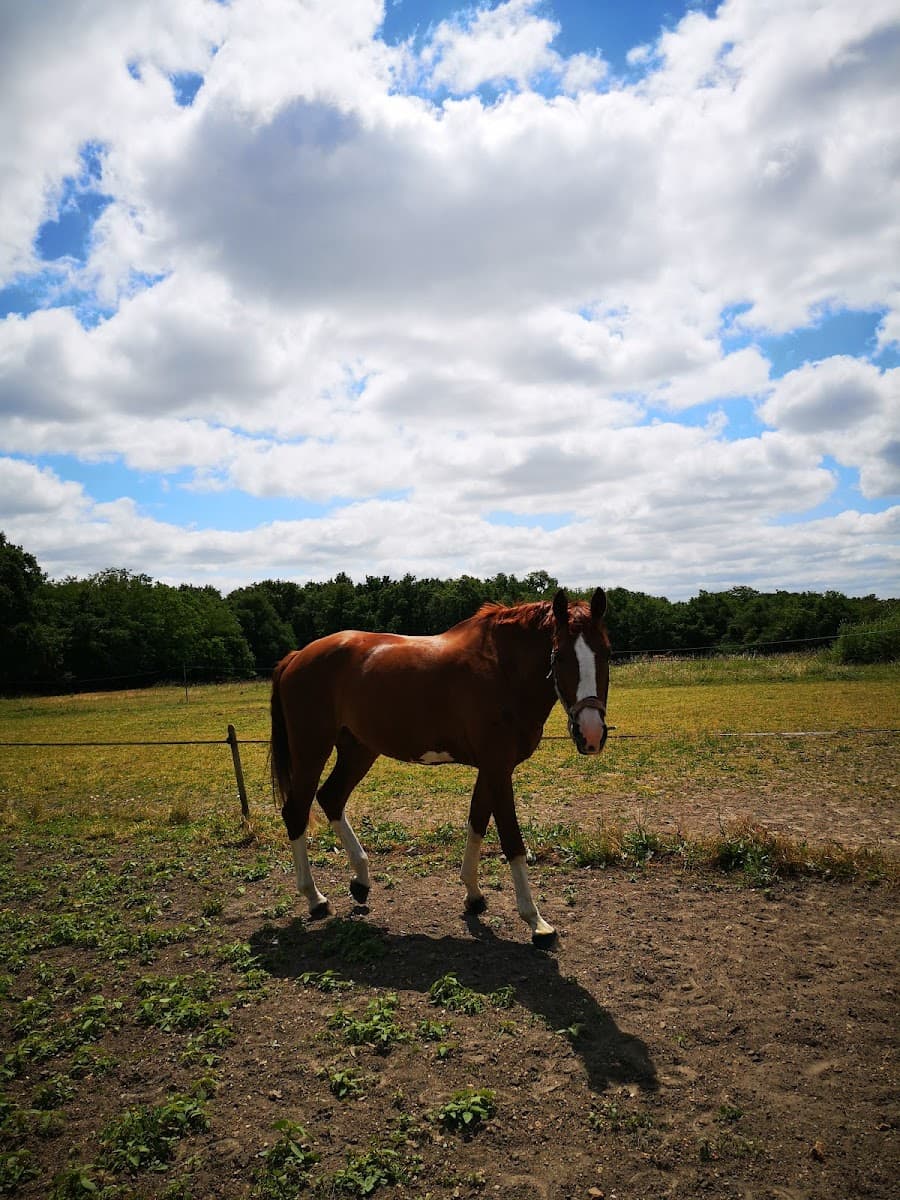 LES ECURIES DU DOMAINE DE COULAINES — photo 1