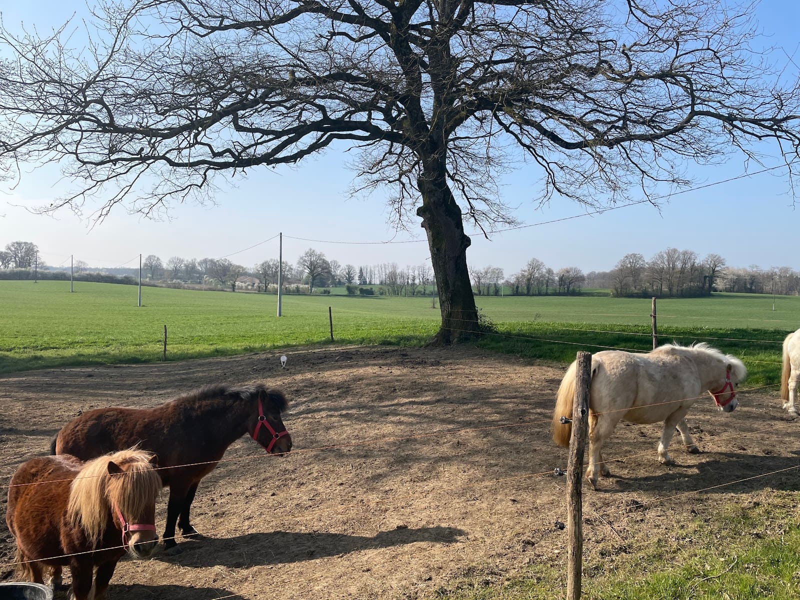 LES ECURIES DU MONT — photo 1