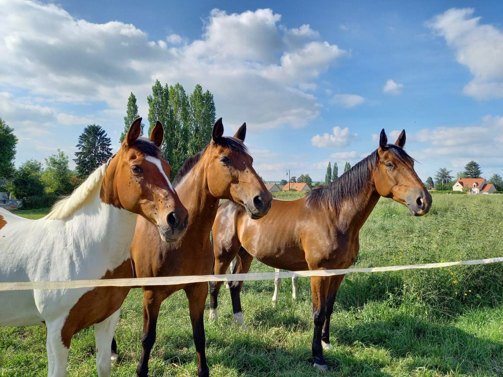 LES ECURIES DU MONT VINE — photo 1