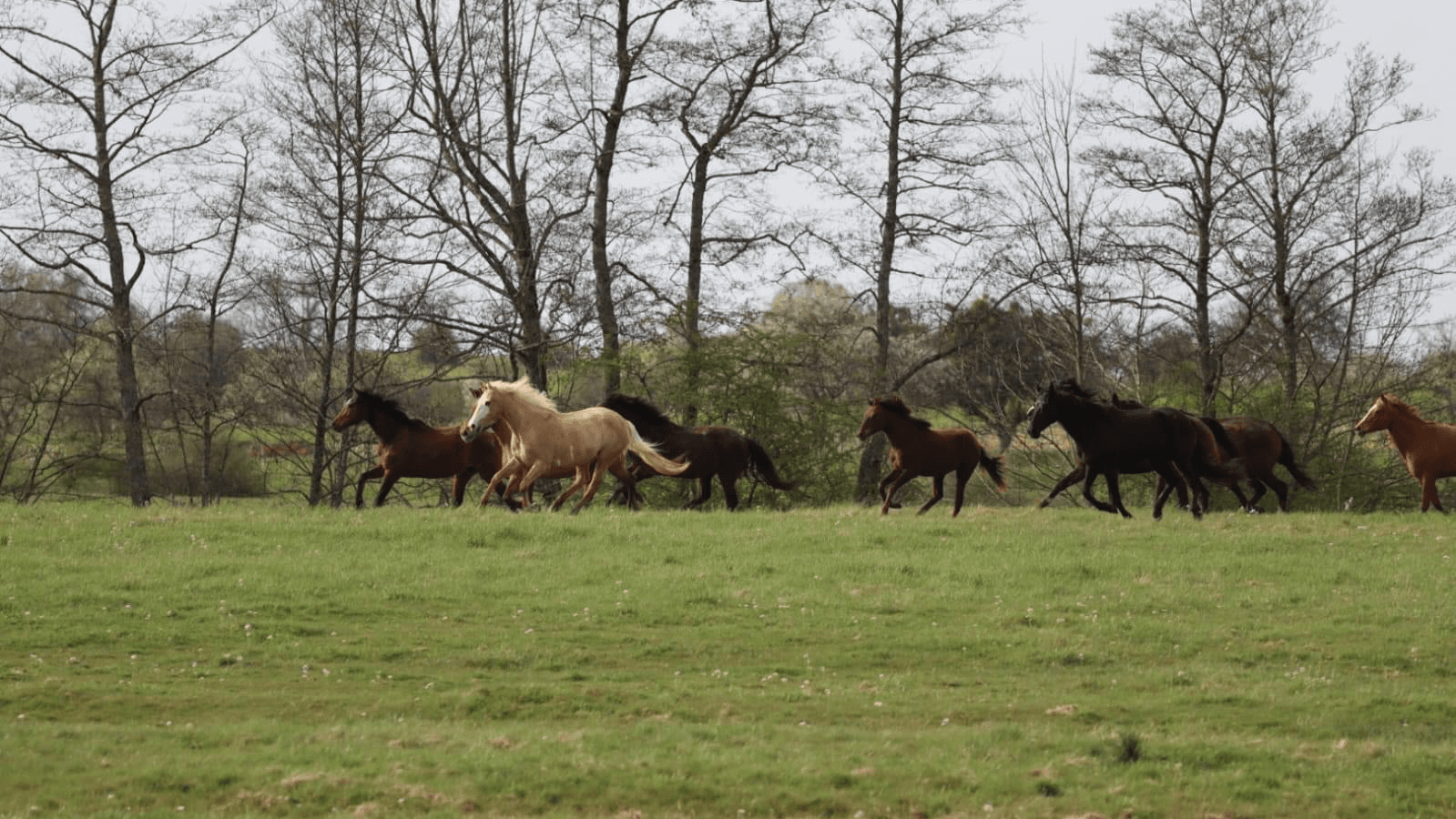 LES ECURIES MATHELIA — photo 1