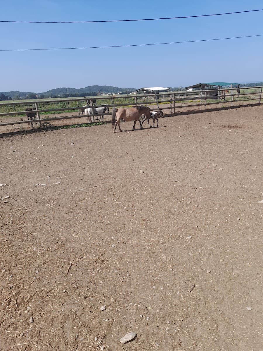 LES LAVANDES EQUITATION PONEY CLUB — photo 1