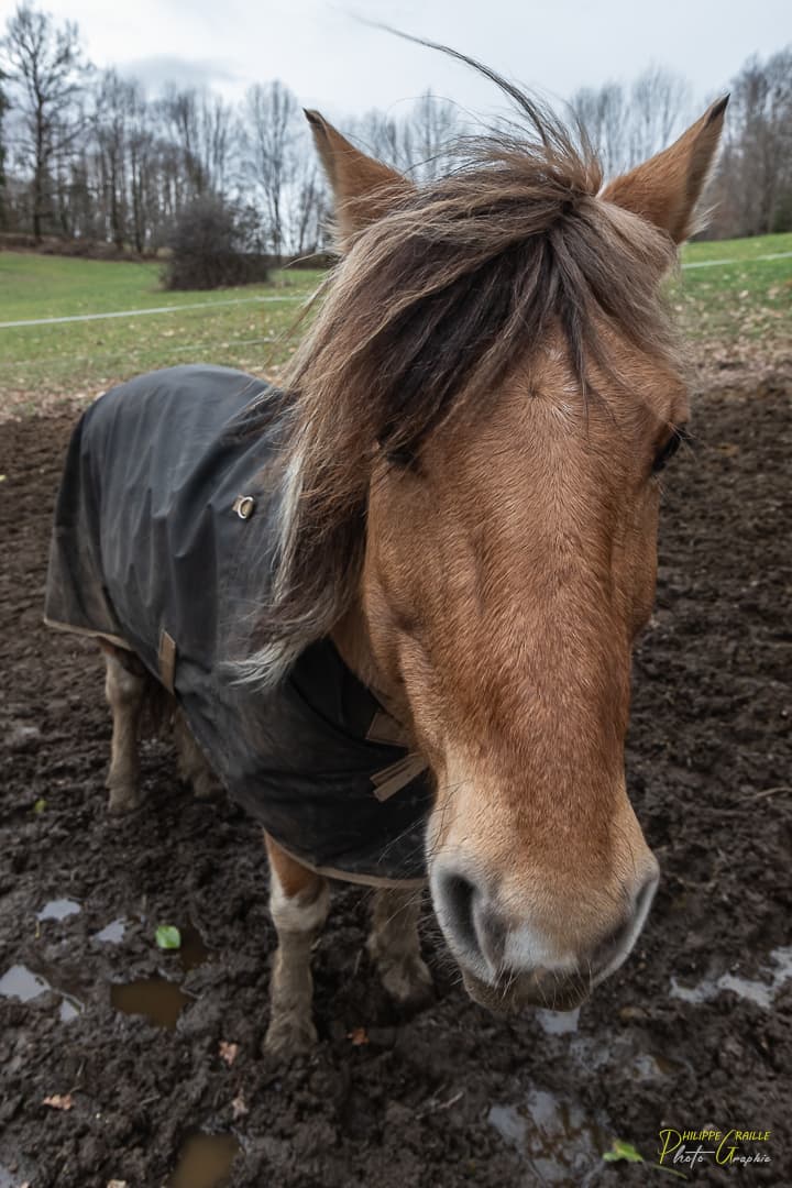 LES PONEYS DE CHARLOTTE — photo 1