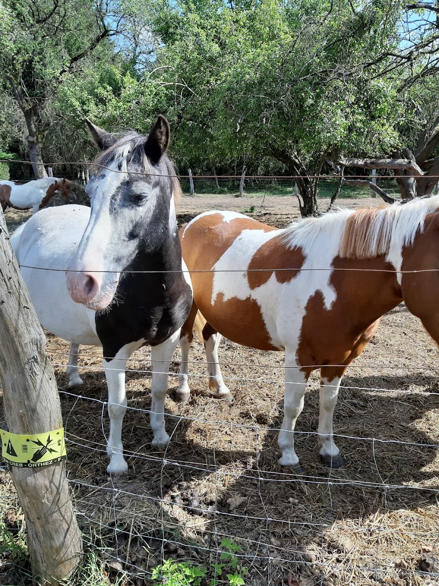 LES PONEYS DE KATHY — photo 1