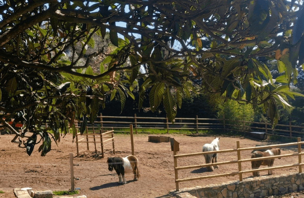 LES PONEYS DE LA COMBE — photo 1