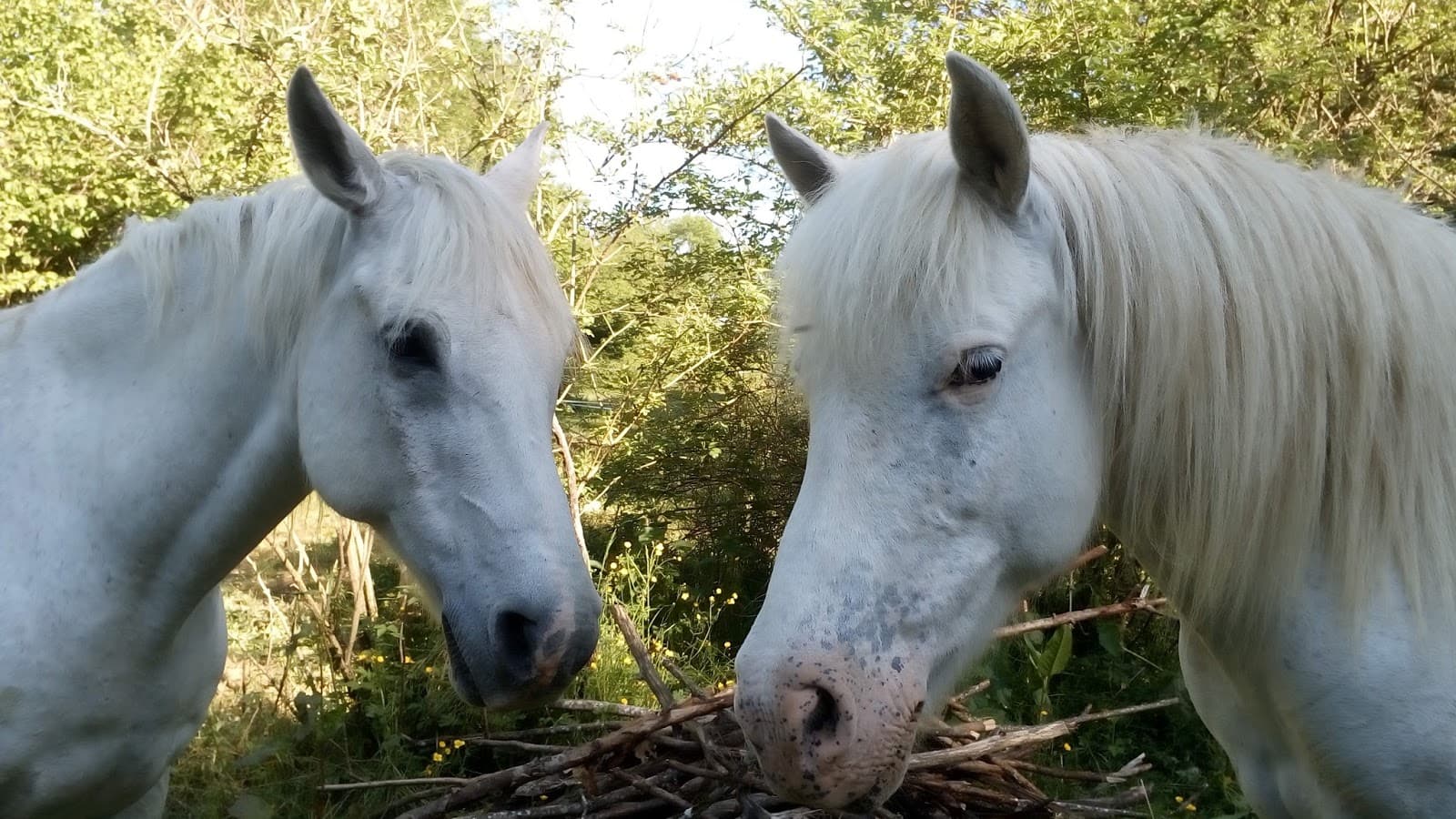 LES PONEYS DE MAGALI — photo 1