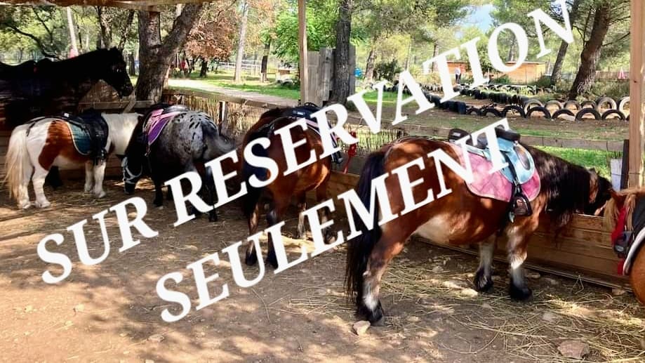 LES PONEYS DE PROVENCE — photo 1
