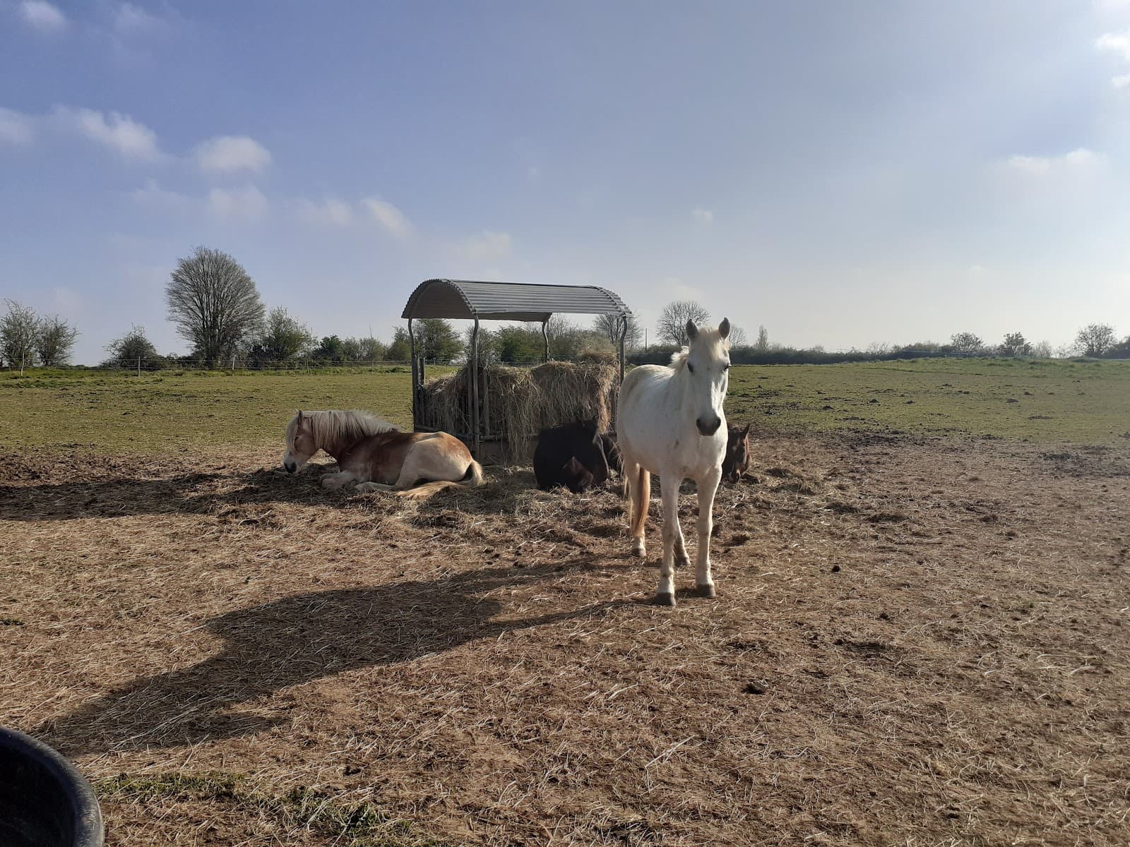 Les poneys du Four à Chaux — photo 1