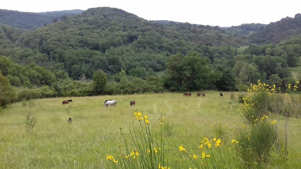 NATURA CHEVAL LAURA FERNANDEZ — photo 1