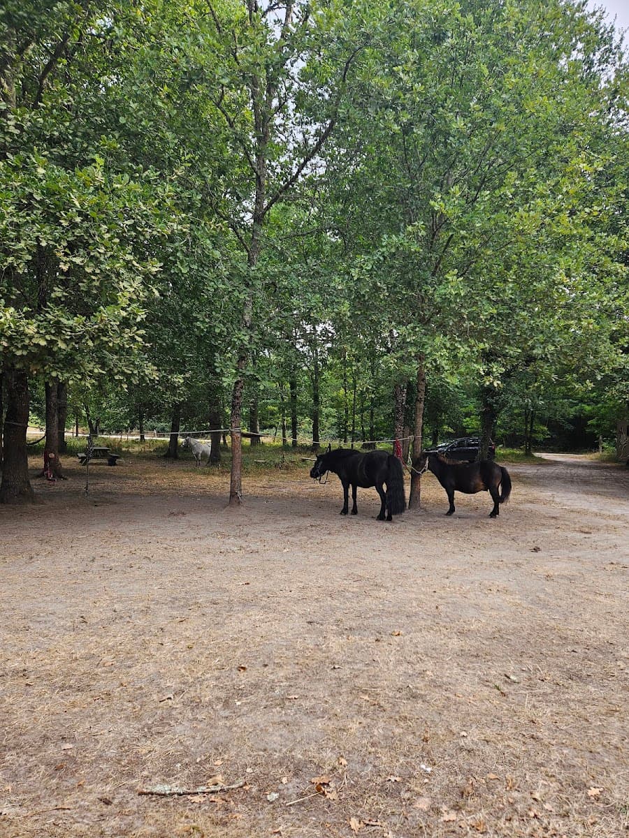 NATURA PONEY — photo 1
