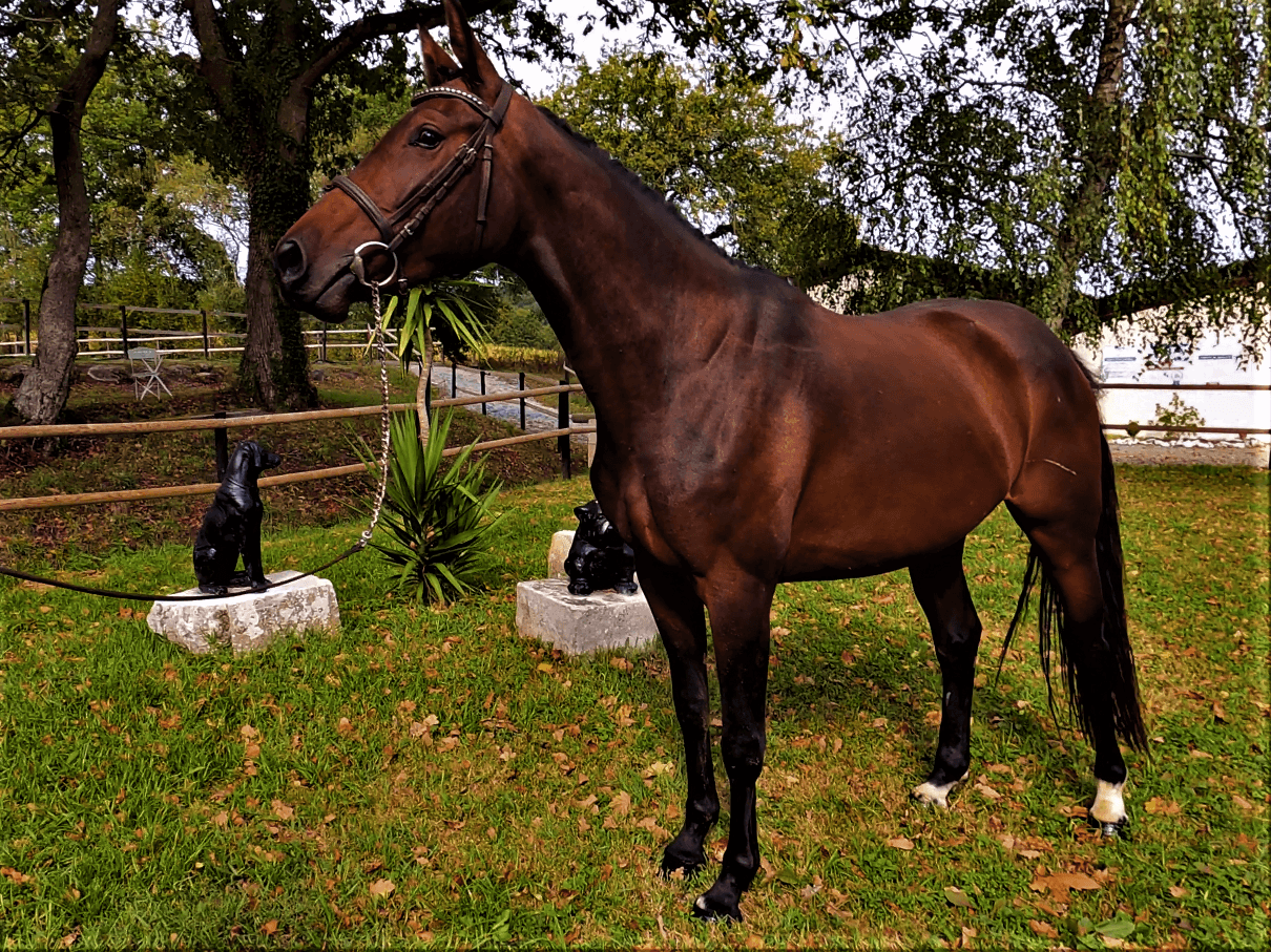 POLE EQUESTRE D ORTHEZ — photo 1