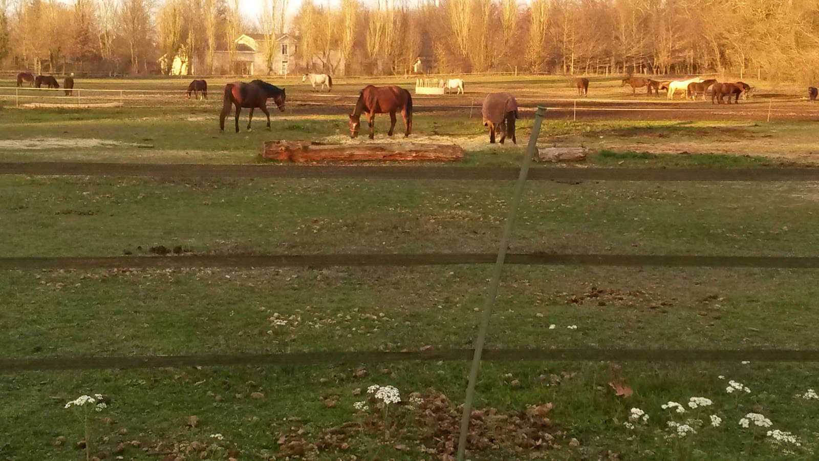 PONEY CLUB BON AIR — photo 1